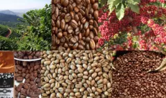 哥伦比亚Monteblanco庄园粉红波旁水洗咖啡豆风味描述