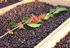 刚果北基伏North Kivu水洗精品烘焙咖啡豆风味描述咖啡价格贵吗