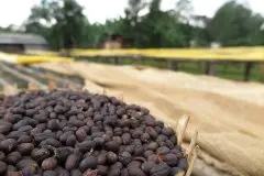 埃塞俄比亚西达摩红樱桃咖啡计划 17年日晒西达摩班莎G3咖啡