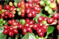 埃塞俄比亚咖啡古吉产区日晒古伎罕贝拉西达摩G1咖啡豆的风味特点