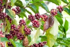 哥斯大黎加咖啡产区拉斯哈拉斯庄园蜜处理微批次咖啡风味描述