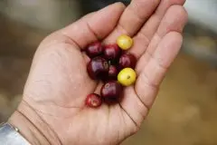哥斯大黎加咖啡产区卡内特巴哈葡萄干蜜处理咖啡豆的特点风味描述