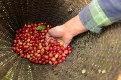 巴拿马咖啡豆产区圣塔克拉拉哈特曼庄园帕卡玛拉种酒香咖啡口感