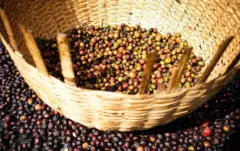 哥伦比亚咖啡产区希望庄园 希望庄园日晒处理咖啡豆的风味描写