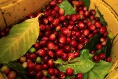 哥伦比亚咖啡产区棕榈树&大嘴鸟庄园ACETIC发酵处理法咖啡豆风味