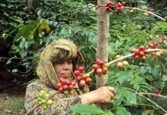 印度尼西亚咖啡产区齐盖奥 黄蜜处理咖啡豆风味口感特点描述描写