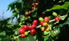萨尔瓦多咖啡产地圣伊圣莲娜庄园 波本蜜处理咖啡风味口感描述