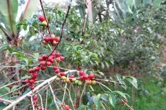 巴布亚新几内亚咖啡豆子AA西格里庄园天堂鸟圆豆咖啡香味风味描述