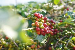 云南咖啡庄园日晒红酒日晒双发酵精品豆咖啡的风味口感描述特点
