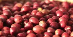 哥伦比亚咖啡产区希望庄园摩卡小圆豆单一品种蜜处理咖啡风味描述