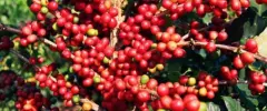 危地马拉咖啡阿卡特南果 红樱桃计划艺妓/瑰夏Lot2咖啡风味描述