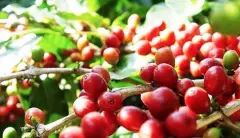 埃塞俄比亚咖啡产区科洽雷波隆那 甜玛莉批次水洗耶珈雪风味描述