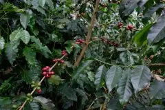 埃塞俄比亚咖啡产区瑰夏村查卡庄园Gori瑰夏艺妓日晒咖啡风味描述