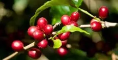 肯尼亚咖啡产区梅鲁 卡恩德吉处理厂AA级咖啡豆风味描述口感特点