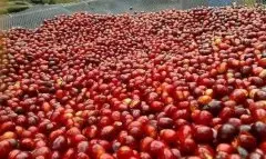 肯尼亚咖啡产区穆拉雅镇 伽琦娜歌处理厂AA级咖啡豆风味口感描述