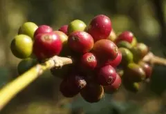 卢旺达水洗微批次波旁咖啡 劳格诺沃咖啡产区波旁咖啡颜色是什么
