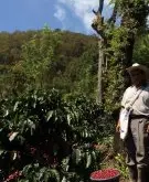 哥斯达黎加西部山谷蜜处理咖啡有它独特的风味 蜜处理口感妙