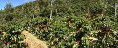 危地马拉咖啡的知识 新东方小蓝莓庄园PACHE日晒咖啡口感奇特