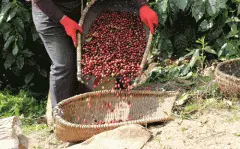 危地马拉新东方产区 小蓝莓庄园帕卡玛拉蜜处理咖啡风味介绍