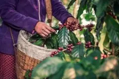 危地马拉圣塔费丽莎庄园种植的咖啡品种 著名咖啡品种风味描述