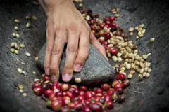 印尼咖啡产区亚奇盖奥黄金曼特宁咖啡风味描述 咖啡豆杯测介绍