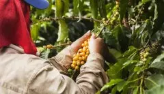 哥伦比亚咖啡豆绿咖啡哥伦比亚绿咖啡豆种介绍绿啡豆特点口感描述