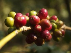 瓜地马拉咖啡合作社fedecocagua 瓜地马拉咖啡豆品种有哪些口感