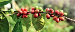 夏威夷科纳咖啡豆的烘焙程度 100％科纳咖啡中等烘焙程度的口感