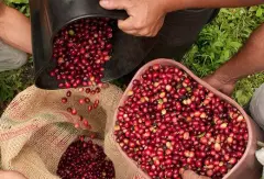 巴拿马咖啡艾利达产区介绍 Catuai咖啡豆处理方法烘焙度杯测描述