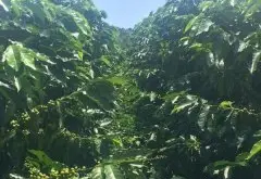 哥斯达黎加维达斯农场咖啡种植的历史 咖啡水洗与蜜处理风味描述