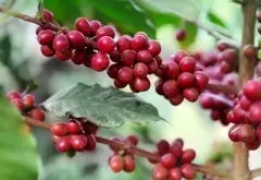 肯尼亚咖啡庄园坦西雅 肯尼亚咖啡烘焙程度的口感有什么不同描述