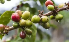 埃塞俄比亚红樱桃咖啡豆产地 西达莫凯贝朵日晒g1咖啡豆风味口感描述