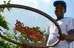 衣索比亚莉姆天籁小农批次日晒G1咖啡价格 莉姆天籁咖啡风味描述