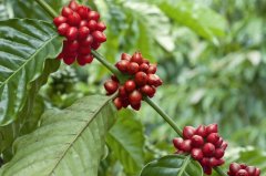 巴布亚新几内亚咖啡产区莉卡莉卡合作社种植咖啡品种水洗咖啡特点