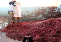 肯尼亚涅里产区蜂蜜合作社咖啡豆AA品质如何 水洗咖啡杯测标准