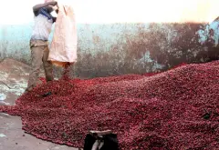 巴拿马阿尔铁里庄园咖啡豆故事介绍 阿尔铁里庄园咖啡豆品质