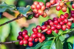 瓜地马拉的咖啡庄园暴风庄园 水洗国际竞标批次咖啡种植海拔高度