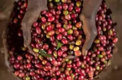 衣索比亚罕贝拉庄园单一农场咖啡豆介绍 衣索比亚日晒咖啡豆风味