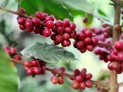 尼加拉瓜蜜处理Caturra咖啡制作过程 Caturra咖啡蜜处理咖啡豆味