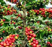 蒲隆地卡扬扎省胖嘉处理厂咖啡豆味道 胖嘉处理厂咖啡处理法