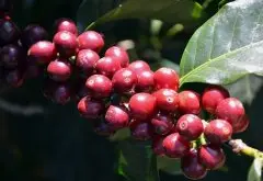 巴拿马翡翠庄园咖啡 蓝标水洗艺妓咖啡介绍咖啡杯测风味描述口感