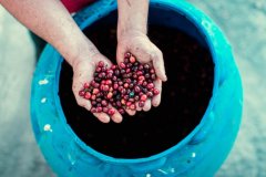 秘鲁公平贸易有机咖啡介绍秘鲁有机咖啡豆质量等级杯测风味怎么样
