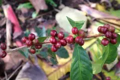 埃塞俄比亚摩莫拉咖啡庄园咖啡生豆自然处理方法杯测风味特点描述