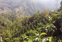 哥斯大黎加里瓦斯人处理场宝藏庄园介绍 黑蜜处理咖啡豆口感风味