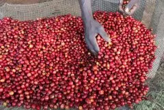 埃塞俄比亚卡永山庄园介绍 卡永山庄园咖啡豆品种咖啡处理方式