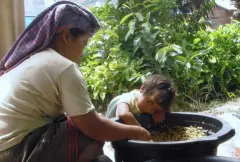 巴布亚新几内亚产区Kimel肯魔庄园介绍 肯魔庄园咖啡豆杯测标准