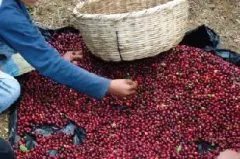 埃塞俄比亚Hambela咖啡庄园天然有机咖啡品种咖啡等级g1风味描述