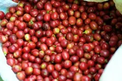 哥伦比亚咖啡产区El Paraiso 艺伎咖啡处理方式杯测风味口感描述