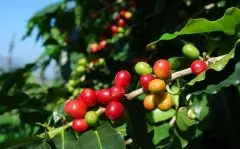 危地马拉咖啡La Frontera介绍 La Frontera咖啡品种种植海拔高度