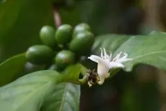 萨尔瓦多阿瓦查潘咖啡豆粗细压榨 咖啡烘焙程度口感冲泡比例多少